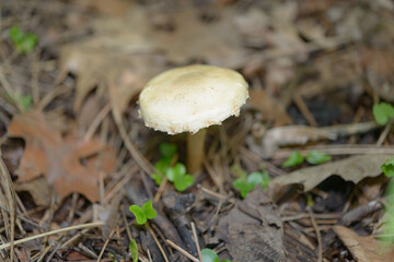 mushroom in the forest