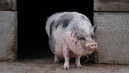 A large spotted pig stands at the threshold of a concrete and wood barn, emerging into daylight.