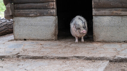 Small spotted pig standing at the entrance of a rustic pigsty with stone and wood structure. I © Nataliia