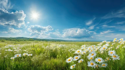 Stickers Weide Ultra quality image of green spring meadow with nature field grass in summer under sunny sky sun shining on flowers garden landscape fresh day floral daisy and blue outdoor herb.  © Neon Stock