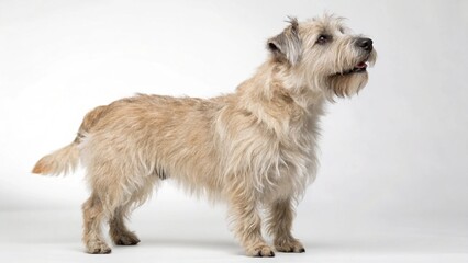 Glen Of Imaal Terrier on studio background