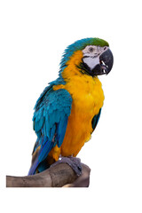 Blue-and-yellow macaw on a branch isolated on white background