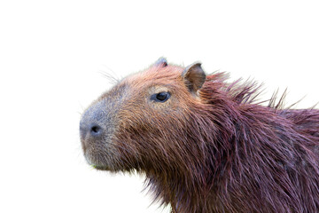 Capybara or Hydrochoerus hydrochaeris on white background