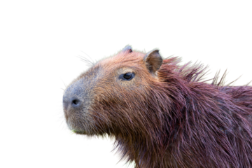 Capybara or Hydrochoerus hydrochaeris on white background