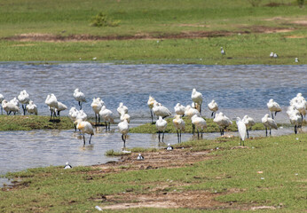 A group of birds are standing in the water