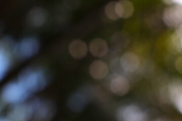 Obraz premium Abstract Bokeh of Foliage and Sky Softening Hues Tranquil Scene