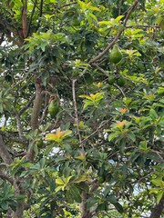 Avocado tree in USVI