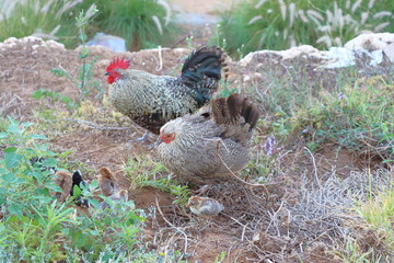 a beautiful shot of a white and red chickens.chickens and rooster in the garden on a sunny day.