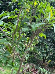 Fruit trees in St. Thomas, USVI