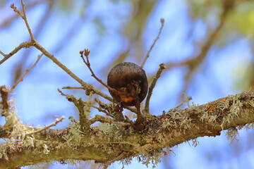 Bud of a woodpecker on a branch in the forest