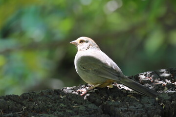 a bird on a branch of a tree.Sparrow (Luscinia svecica) in Japan