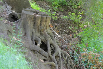 tree roots in the park.The roots of the trees in the forest, closeup of photo