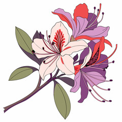 vector illustration of a azalea