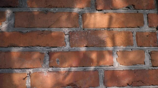 Moving shadows of tree leaves dancing on a sunlit brick wall. Atmospheric, natural light play creating a calm and artistic background texture.