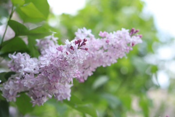 Obraz premium Beautiful light flowers of lilac bush. Spring floral background. Flowers close-up with selective focus. Lilac in park or garden. Nature in spring. Lilac of light shades