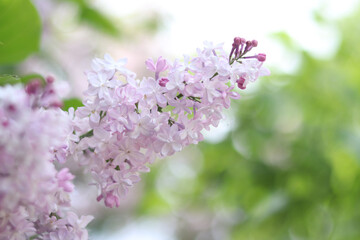 Beautiful light flowers of lilac bush. Spring floral background. Flowers close-up with selective focus. Lilac in park or garden. Nature in spring. Lilac of light shades