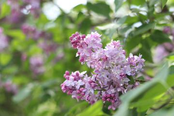 Beautiful light flowers of lilac bush. Spring floral background. Flowers close-up with selective focus. Lilac in park or garden. Nature in spring. Lilac of light shades