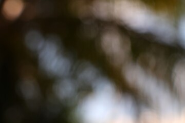 Dreamy abstract of nature's bokeh featuring blurred light and shadow