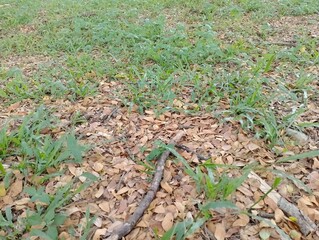 Ground cover with fallen leaves and budding new green vegetation