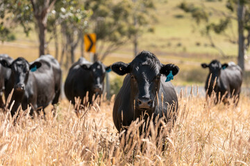 beautiful cattle in Australia  eating grass, grazing on pasture. Herd of cows free range beef being...