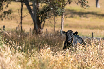 beautiful cattle in Australia  eating grass, grazing on pasture. Herd of cows free range beef being...