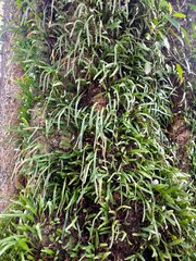A close-up of a tree trunk densely covered with vibrant green Pyrrosia ferns, showcasing a beautiful natural texture. This symbiotic growth is common in the rich tropical environment 