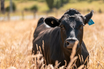 beautiful cattle in Australia  eating grass, grazing on pasture. Herd of cows free range beef being...