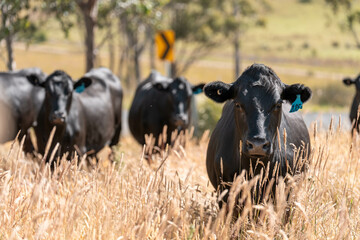 beautiful cattle in Australia  eating grass, grazing on pasture. Herd of cows free range beef being...