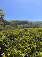 Plantacja herbaty sri lanka