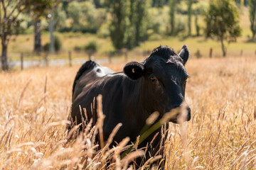beautiful cattle in Australia  eating grass, grazing on pasture. Herd of cows free range beef being...