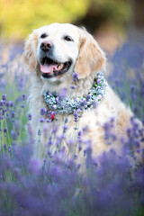 golden retriever in lavender