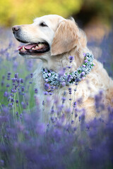 golden retriever in lavender