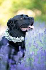 dog in the park