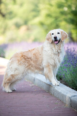 golden retriever in lavender