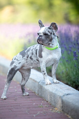 french bulldog in lavender bushes