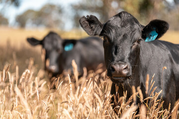 beautiful cattle in Australia  eating grass, grazing on pasture. Herd of cows free range beef being...