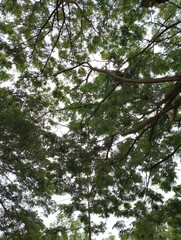 Viewing Tall Tree Canopy with Intertwining Branches and Green Foliage