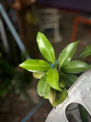 Fresh Green Leaves Close-up with Soft Blur Background
