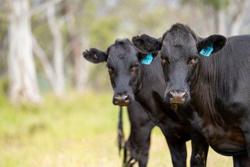 beautiful cattle in Australia  eating grass, grazing on pasture. Herd of cows free range beef being...