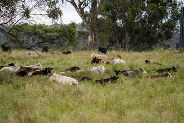 beautiful cattle in Australia  eating grass, grazing on pasture. Herd of cows free range beef being regenerative raised on an agricultural farm. Sustainable farming