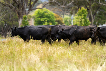 beautiful cattle in Australia  eating grass, grazing on pasture. Herd of cows free range beef being...