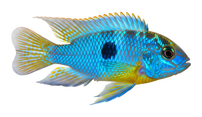 Electric blue acara fish care guide beautiful freshwater aquarium cichlid species information on transparent background