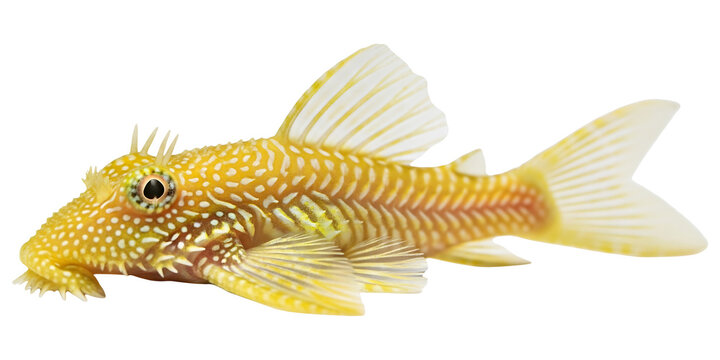Golden bristlenose pleco aquarium fish species for sale pet store freshwater tank catfish lda l on transparent background