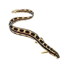 Obraz premium Kuhli loach pangio kuhlii fish aquarium pet tropical freshwater black stripes elongated body exotic on transparent background