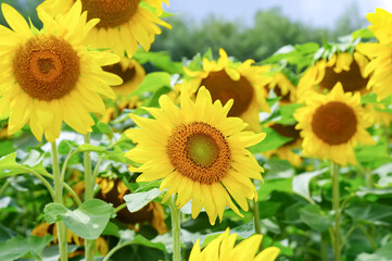 Fototapeta premium 満開に咲いたひまわり