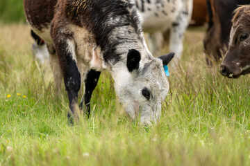 beautiful cattle in Australia  eating grass, grazing on pasture. Herd of cows free range beef being...