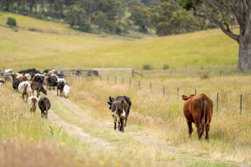 beautiful cattle in Australia  eating grass, grazing on pasture. Herd of cows free range beef being...