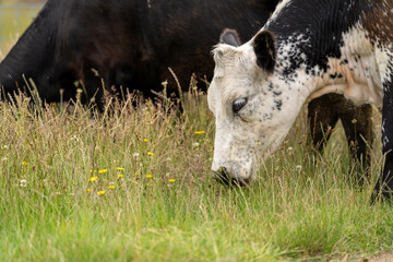 beautiful cattle in Australia  eating grass, grazing on pasture. Herd of cows free range beef being...
