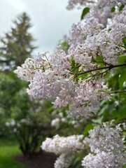 blooming cherry tree