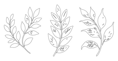 Leaf Branch Line Drawing for Botanical Illustration